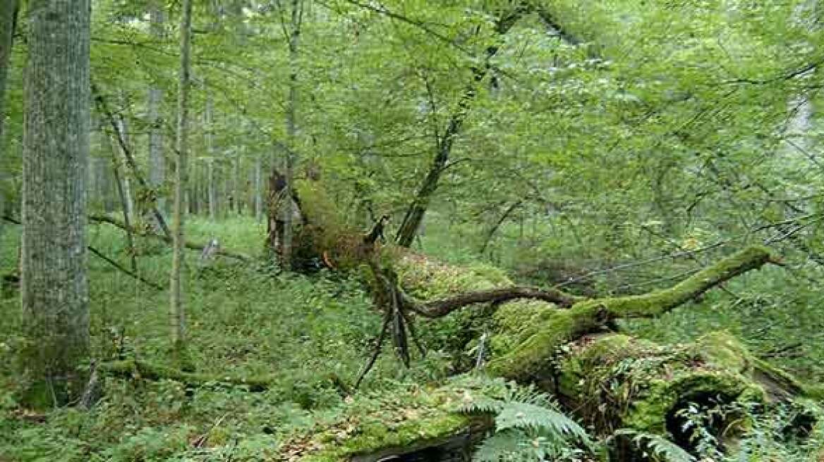 Activists climb ancient trees to stop Polish logging (VIDEO)