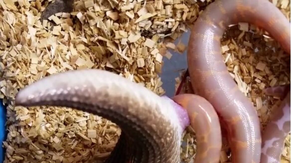 Βίντεο: Βόας γεννά έξι μικρά φίδια και... απορίες στο διαδίκτυο!