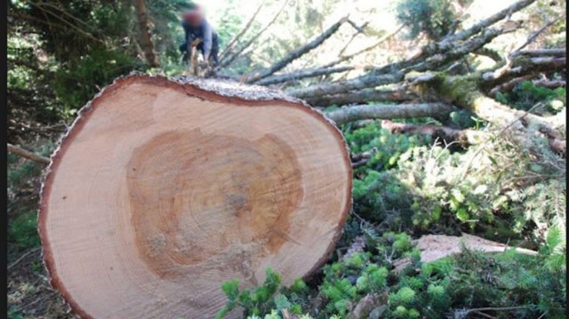 Τραγωδία στη Φθιώτιδα: Τον καταπλάκωσε δέντρο που προσπαθούσε να κόψει