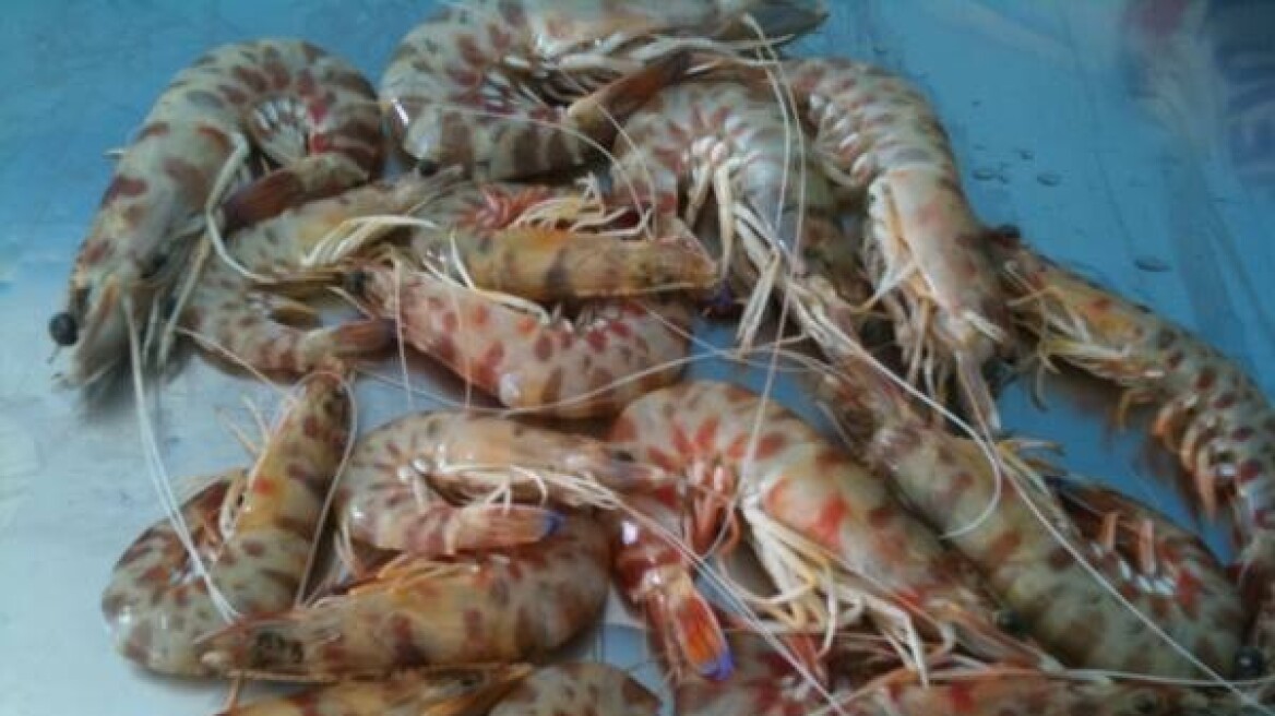 Παράνομοι αλιείς αφανίζουν τις γαρίδες από τον Αμβρακικό 