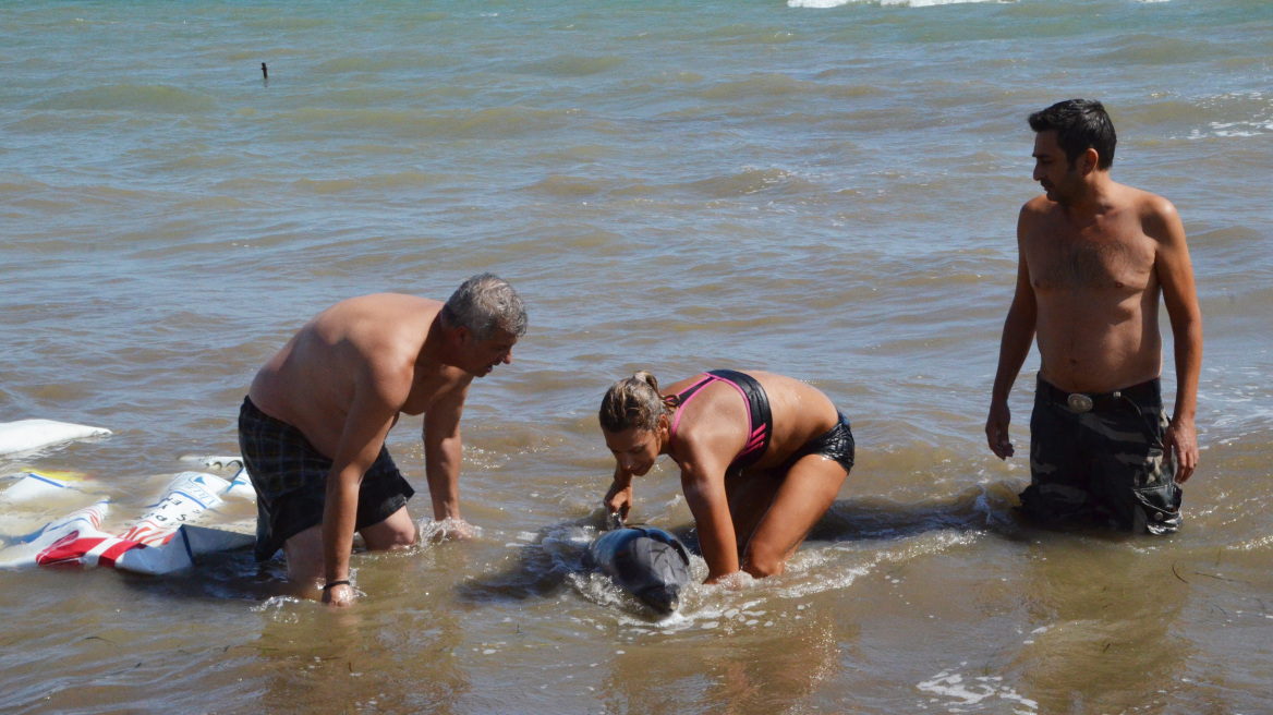 Παραλία Άργους: Εθελοντές σώζουν τραυματισμένο δελφίνι