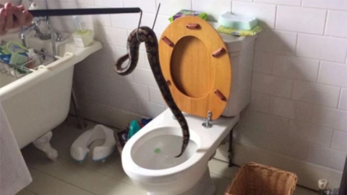 Βρετανία: 5χρονος ανακάλυψε... πύθωνα μέσα στη λεκάνη της τουαλέτας!