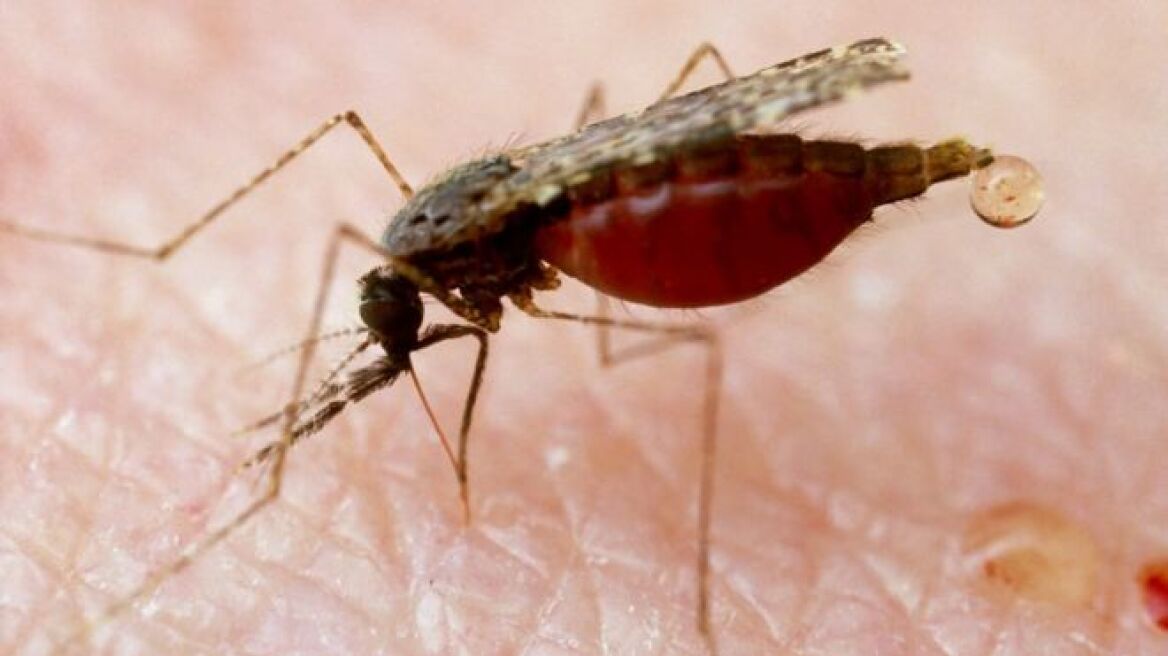Ιταλία: Η τετράχρονη που πέθανε από ελονοσία μάλλον κόλλησε την ασθένεια σε νοσοκομείο