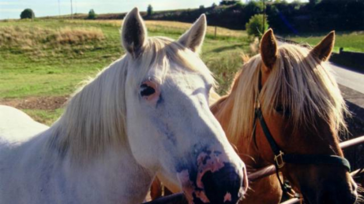 Χανιά: Επιβεβαιώθηκε κρούσμα πυρετού του Δυτικού Νείλου σε άλογο