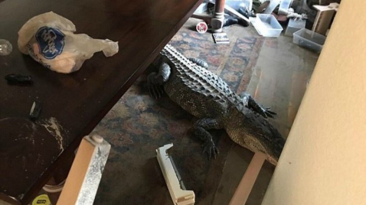 Θύμα του τυφώνα Χάρβεϊ γύρισε σπίτι του και βρήκε έναν αλιγάτορα στην τραπεζαρία (pics)
