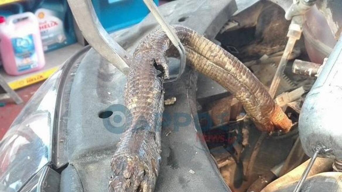 Φίδι προκάλεσε μηχανική βλάβη σε αυτοκίνητο στην Καλαμάτα