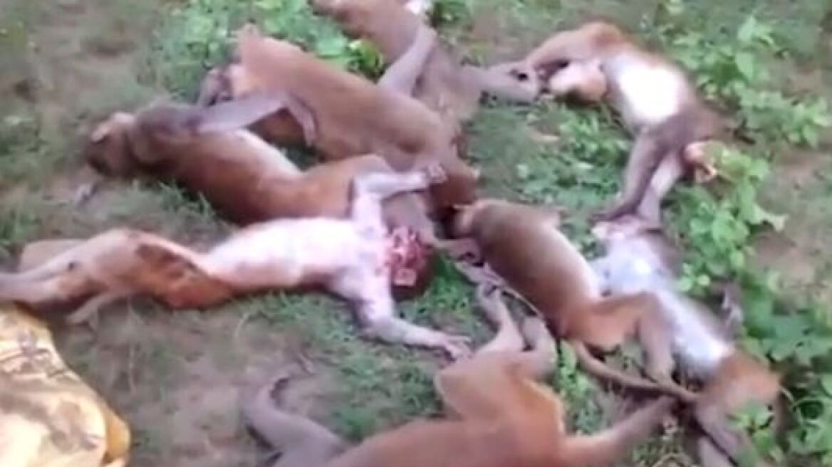 Απίστευτο: 12 πίθηκοι πέθαναν ταυτόχρονα από έμφραγμα επειδή αντίκρισαν...