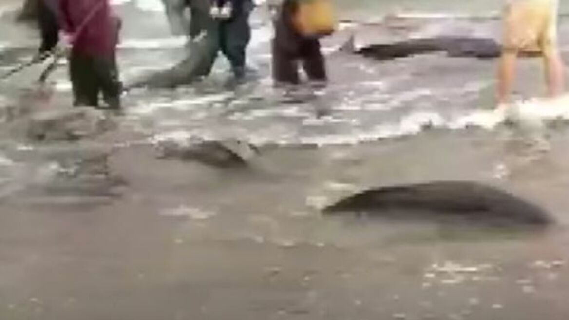 Βίντεο: Κινέζοι χωρικοί σώζουν από βέβαιο θάνατο δεκάδες δελφίνια!