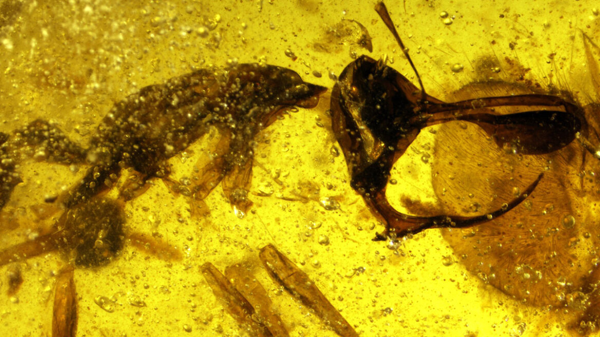 Επιστήμονες ανακάλυψαν το «μυρμήγκι της κόλασης»: Είχε τεράστιες δαγκάνες και μεταλλικό κέρατο