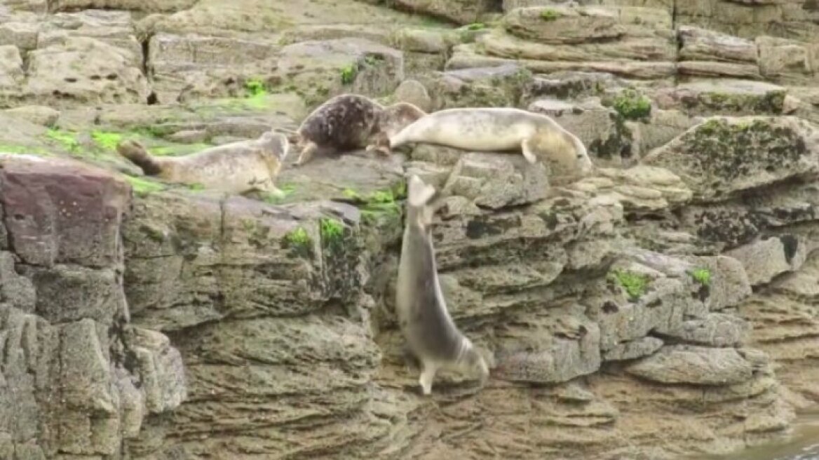 Φώκιες πέφτουν στα βράχια για ν' αποφύγουν τουρίστες (pics & vid)