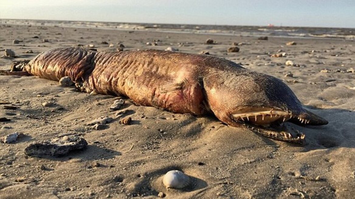 Scary sea creature washes up on Texas beach after Hurricane Harvey (video-photos)