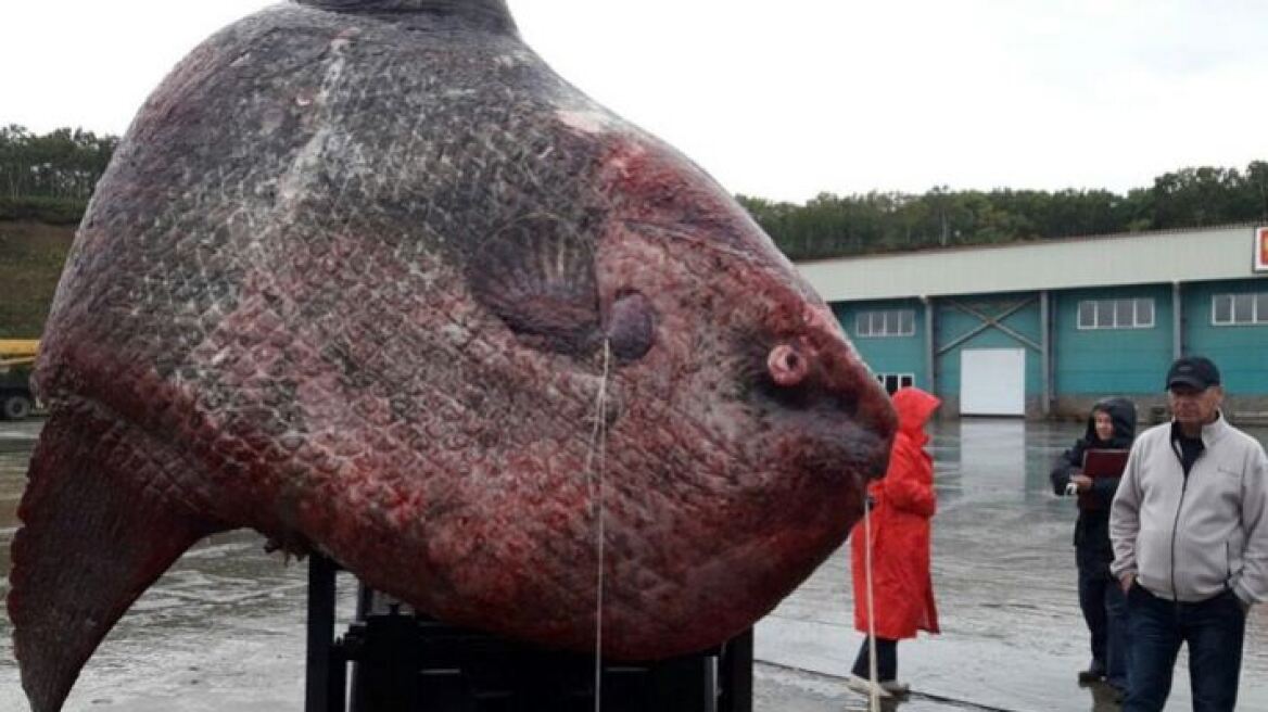 Ρωσία: Έπιασαν σπάνιο ψάρι-γίγαντα βάρους 1,1 τόνου και το τάισαν... στις αρκούδες