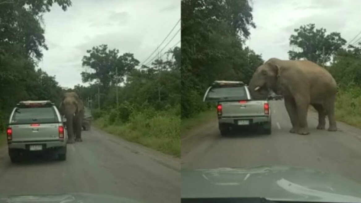 Ένας ελέφαντας κάνει «ντου» σε αυτοκίνητο και κλέβει φαγητό! (vid)