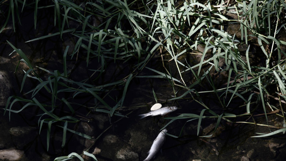 Απίστευτες εικόνες: Γέμισε με νεκρά ψάρια το ρέμα της Πικροδάφνης!