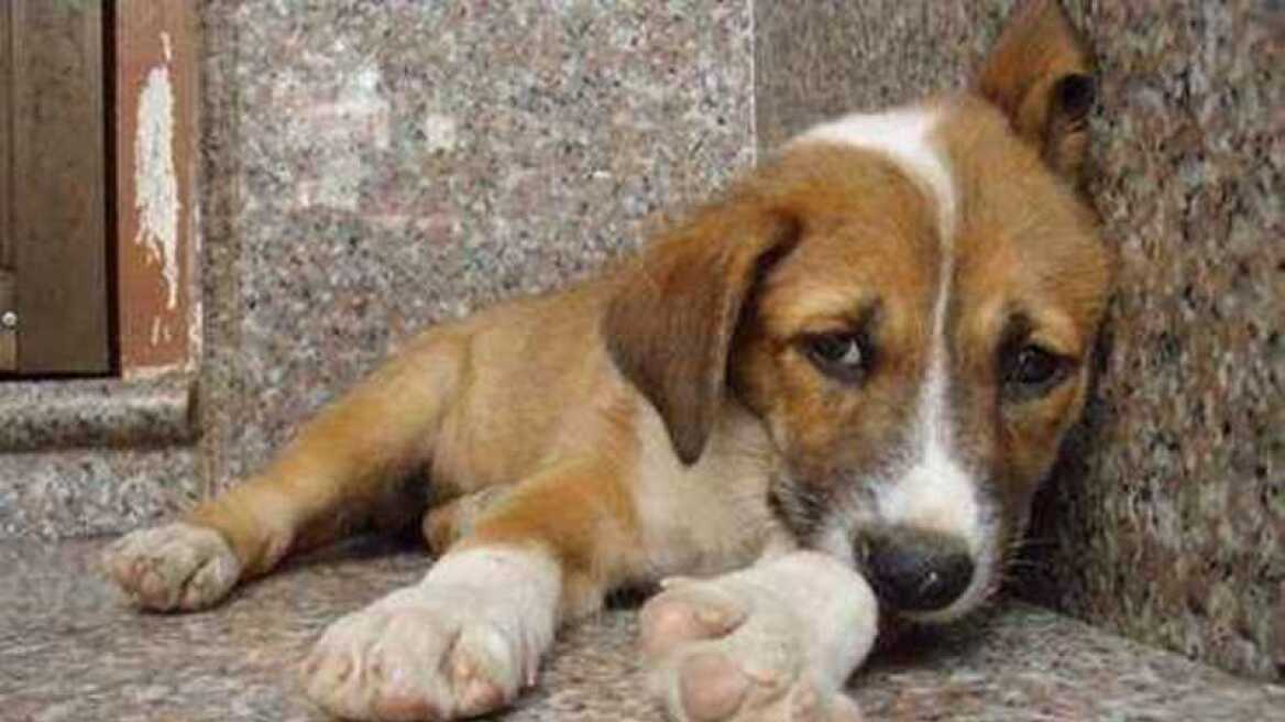 Ένας χρόνος φυλακή για κακοποίηση σκύλου: Κρατούσε το ζώο έγκλειστο σε άθλιες συνθήκες
