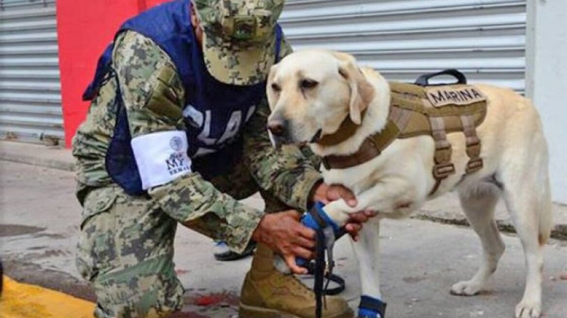 Meet Frida, the dog that has found 52 people in natural disasters (photos-video)