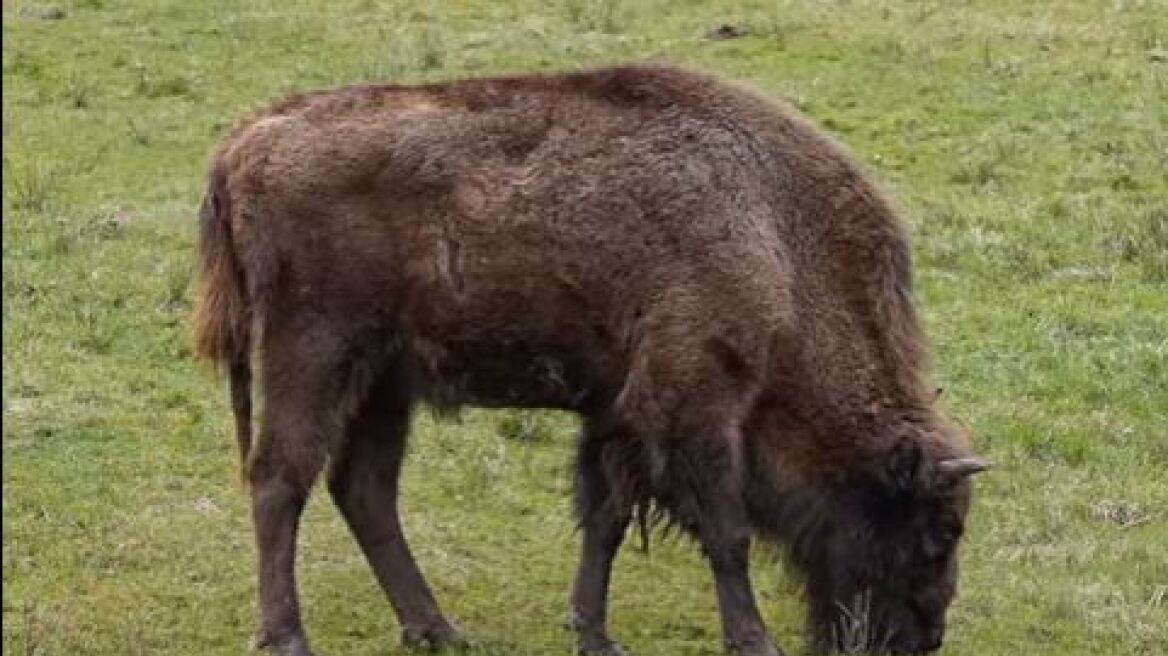 «Εκτέλεσαν» τον πρώτο άγριο βίσονα που εμφανίστηκε μετά από 250 χρόνια στη Γερμανία