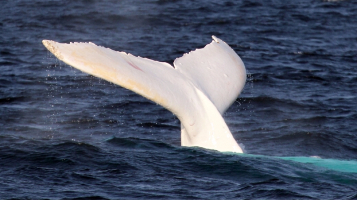 Σπάνια εμφάνιση λευκής φάλαινας «τρέλανε» τους επιστήμονες (ΒΙΝΤΕΟ)