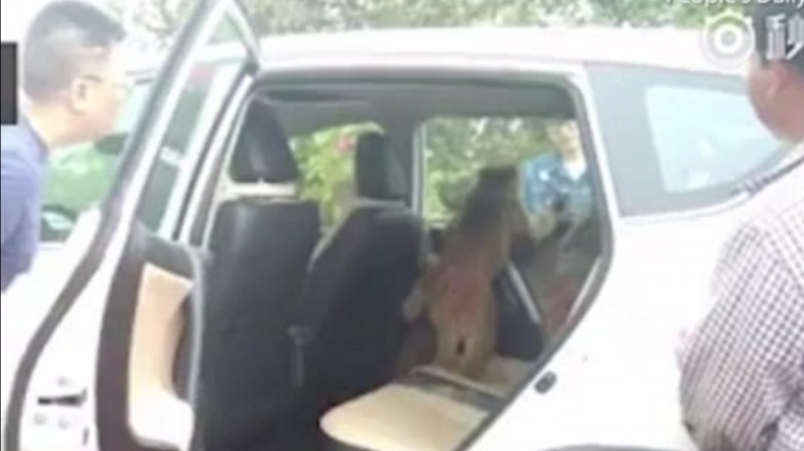 Βίντεο: Κατέλαβαν αυτοκίνητο και δεν έφευγαν αν δεν τους έδιναν... μπανάνα!