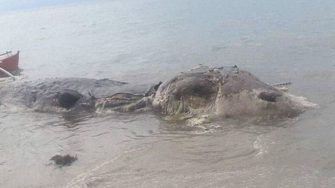 Παράξενο «θαλάσσιο τέρας» 10 μέτρων ξεβράστηκε σε νησί των Φιλιππίνων