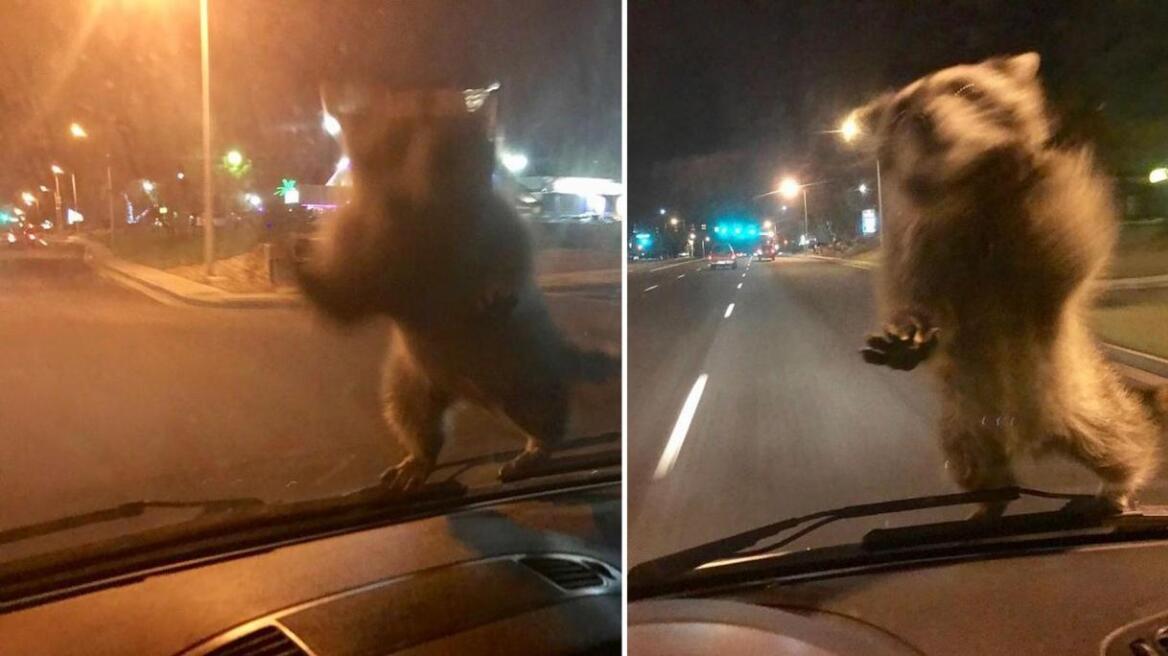 Raccoon jumps on moving police van, hitches a ride & wins Twitter! (PHOTOS)