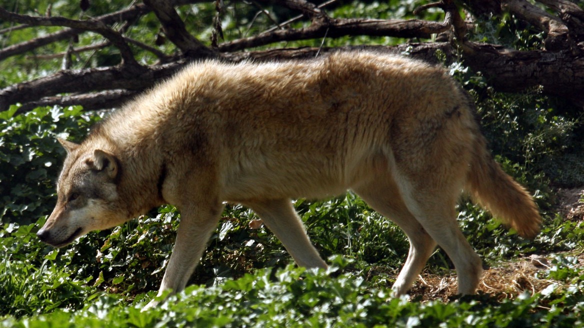 Λύκοι κατασπάραξαν τη Βρετανίδα ακτιβίστρια: Της έκοψαν κομμάτια που δεν βρέθηκαν