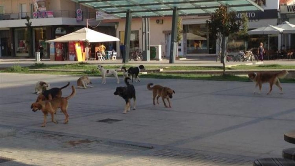 Πάτρα: Σκυλιά 40χρονης Αλβανίδας πήγαν να κατασπαράξουν 56χρονο