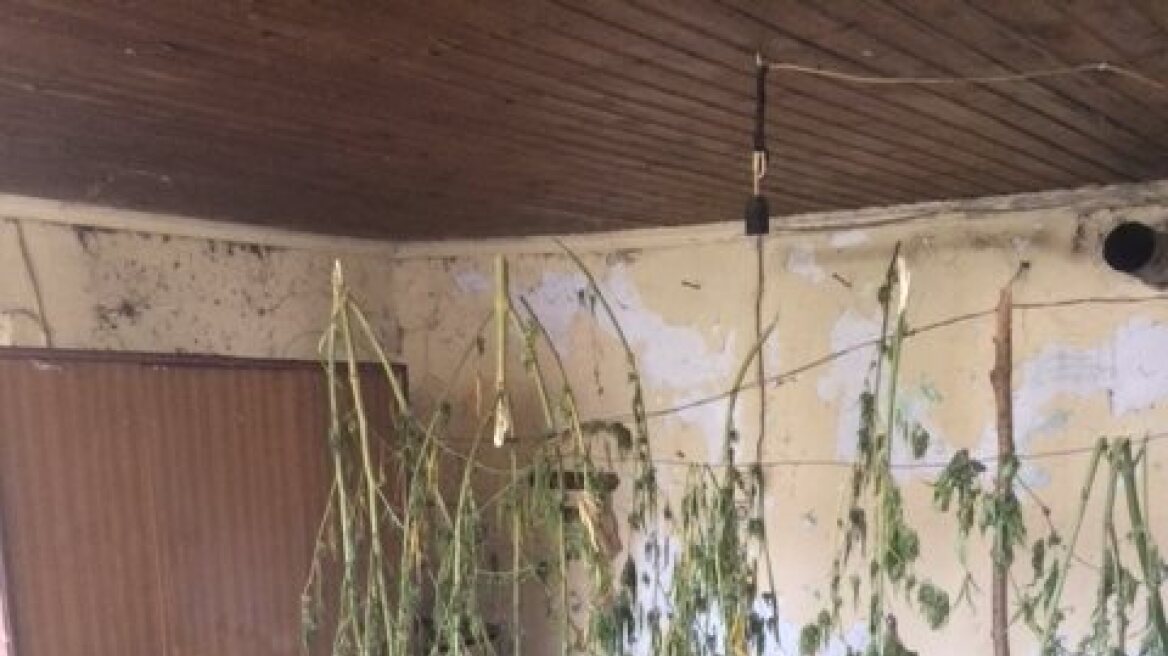 Ξάνθη: Τεράστια δενδρύλλια και 13 κιλά χασίς σε σπίτι Αλβανού
