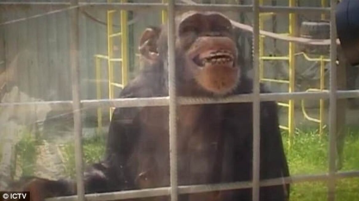 Ζηλιάρης χιμπατζής έκοψε τα δάχτυλα και το αυτί ανθρώπου επειδή «φλέρταρε» με τη σύντροφό του