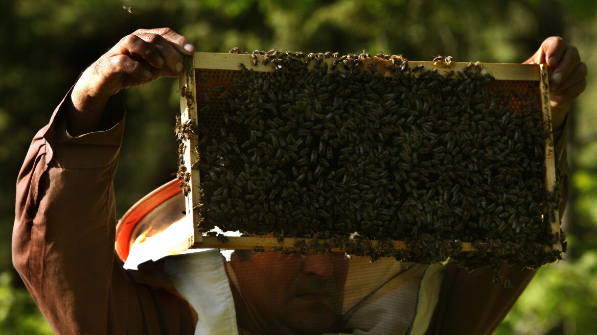 Τρία στα τέσσερα μέλια περιέχουν παρασιτοκτόνα, αν και σε «ασφαλείς ποσότητες»