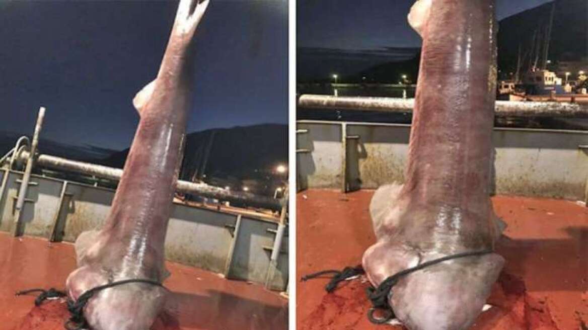 Φωτογραφίες: Έπιασαν καρχαρία τεσσάρων μέτρων στον Αστακό Αιτωλοακαρνανίας