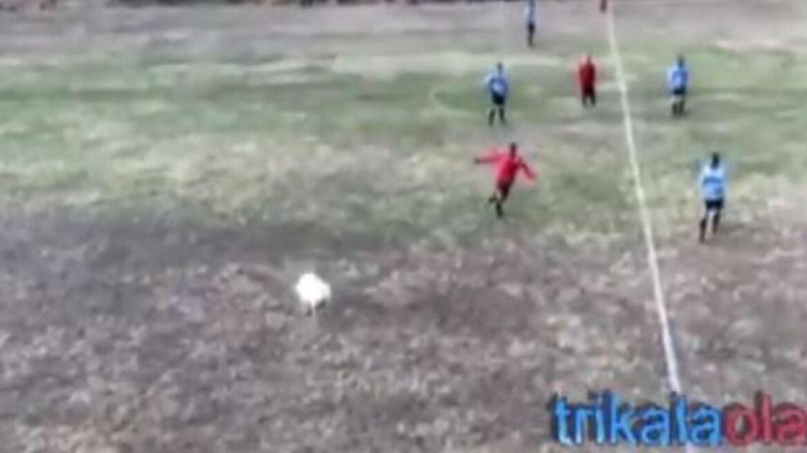 Βίντεο: Προβατίνα εισέβαλε σε γήπεδο στα Τρίκαλα και οι παίκτες την κυνηγούσαν!