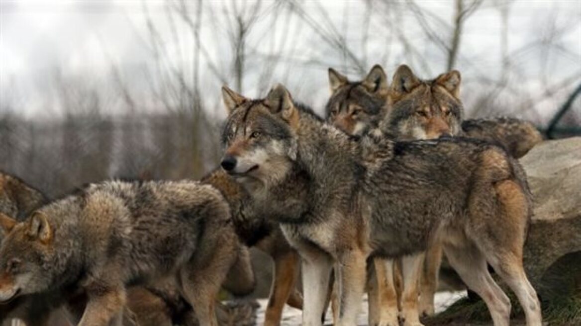 Συνεχείς επιθέσεις λύκων σε χωριά της Ηπείρου