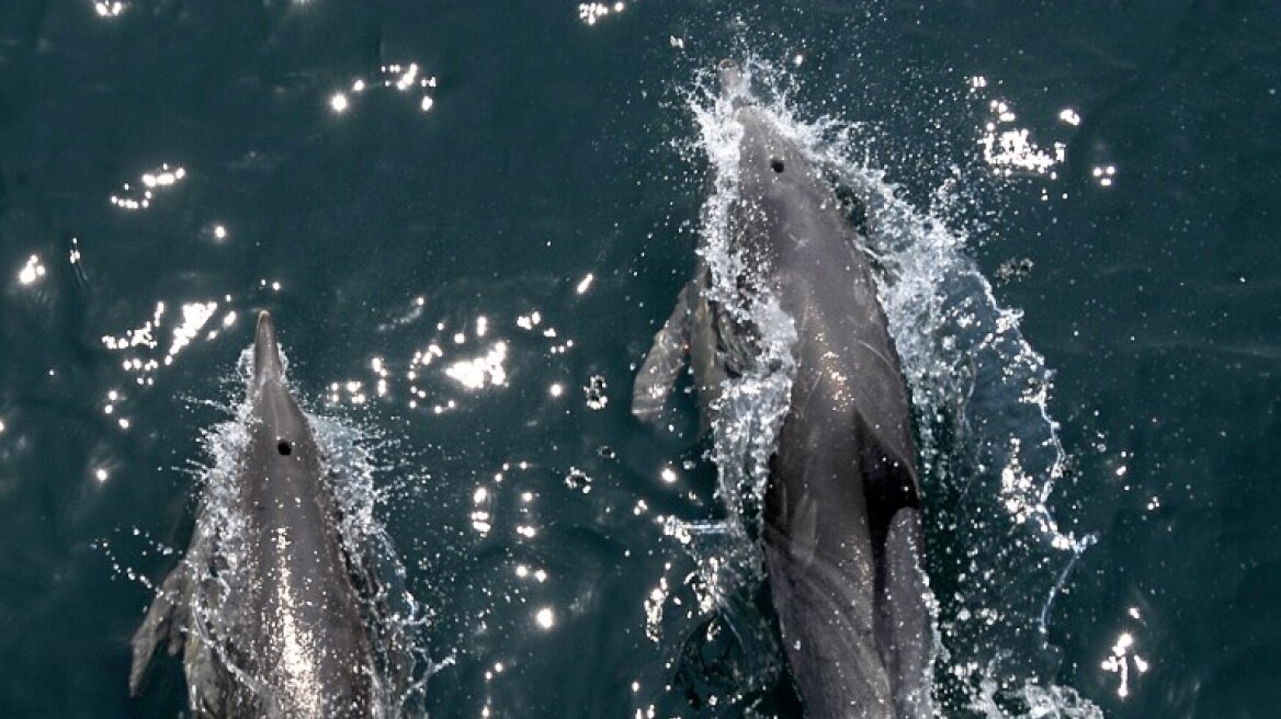 Οι φάλαινες και τα δελφίνια «κουτσομπολεύουν», έχουν «διαλέκτους» και κάνουν «μπέιμπι-σίτινγκ»