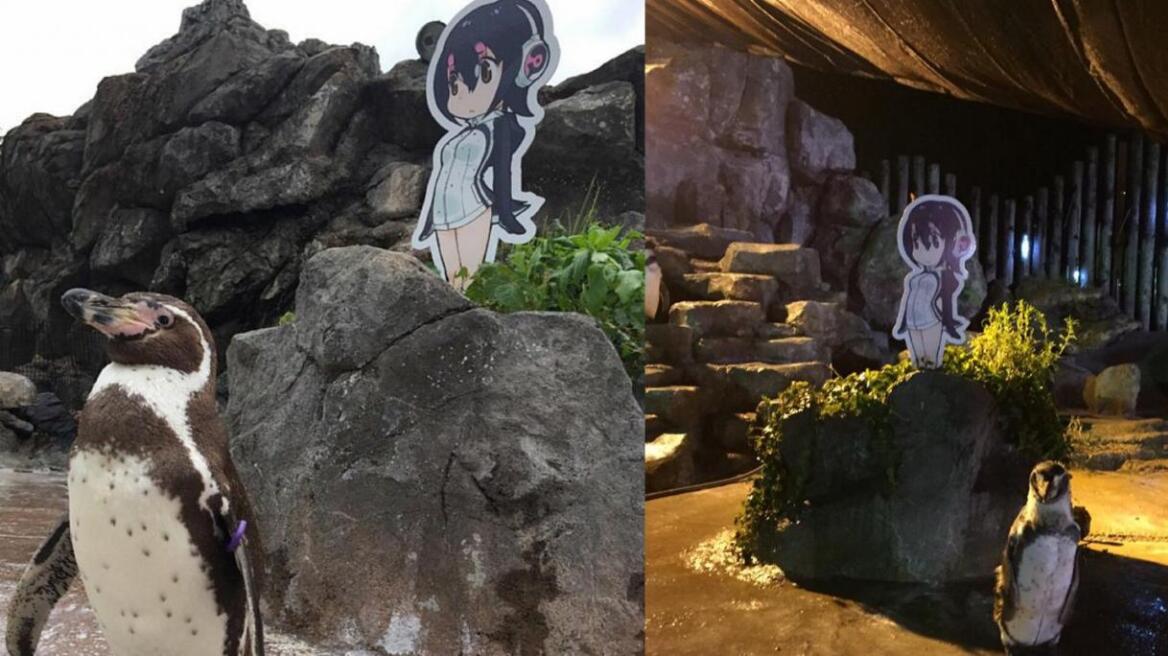 Penguin who fell in love with cardboard cutout dies next to it...