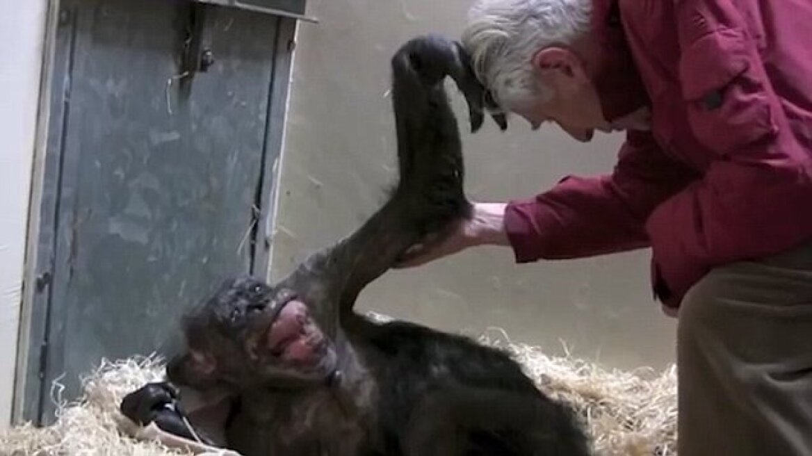 Βίντεο: Ετοιμοθάνατος χιμπατζής «φωτίζεται» ολόκληρος βλέποντας τον παλιό του φίλο