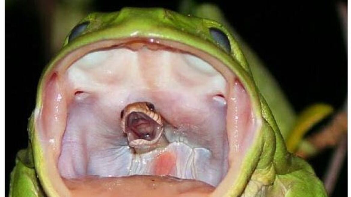 Συγκλονιστική φωτογραφία: Βάτραχος καταπίνει φίδι που μοιάζει να βγάζει κραυγή!