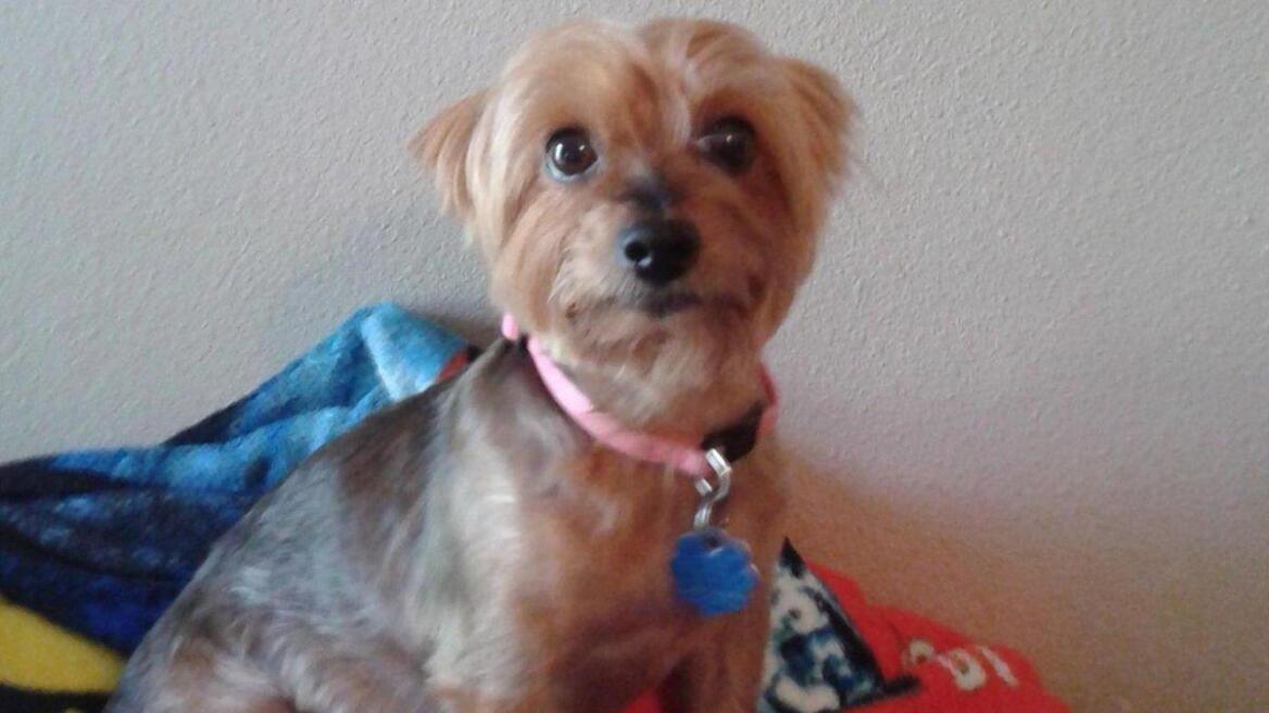 Τεξανή διαγνώσθηκε με «σύνδρομο ραγισμένης καρδιάς» μετά τον θάνατο της σκυλίτσας της