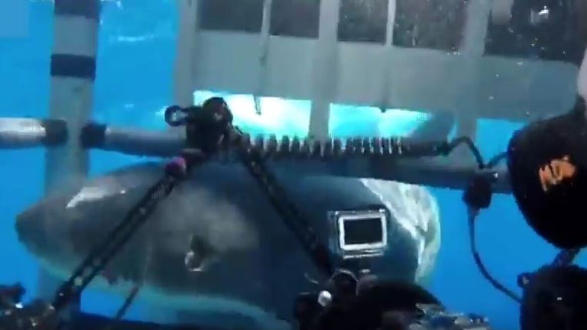 Βίντεο: Δύτες είδαν από κοντά τα «σαγόνια του καρχαρία»