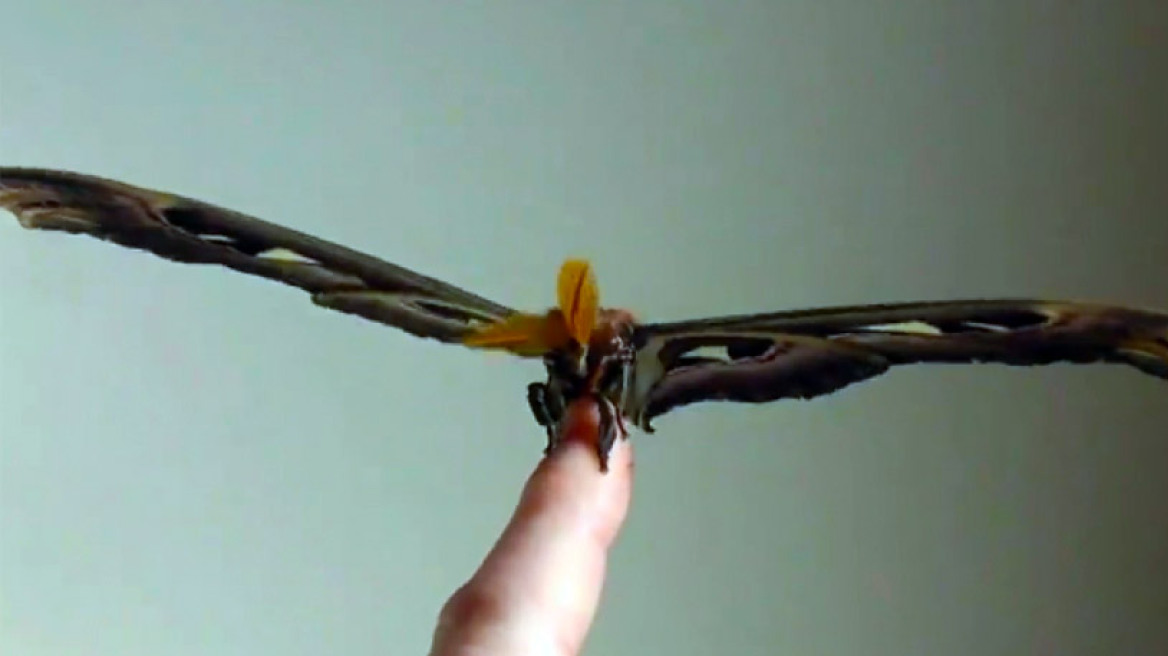 Αυτές είναι οι μεγαλύτερες πεταλούδες στον κόσμο