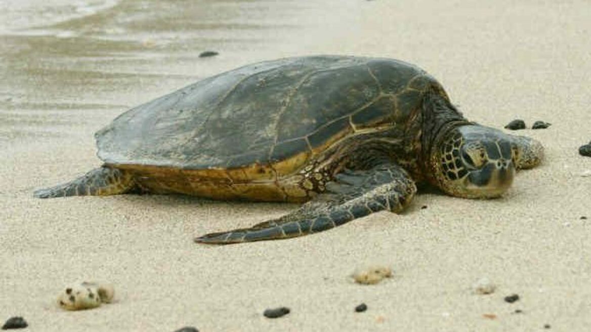 Αυξάνεται ο αριθμός των νεκρών χελωνών που εντοπίζονται στην Κρήτη