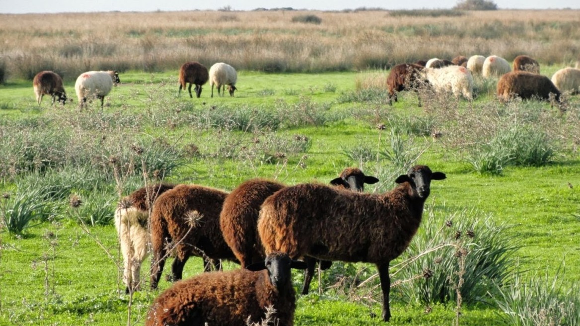 Σε κατάσταση έκτακτης ανάγκης η Λέσβος: Ευλογιά σε πρόβατα