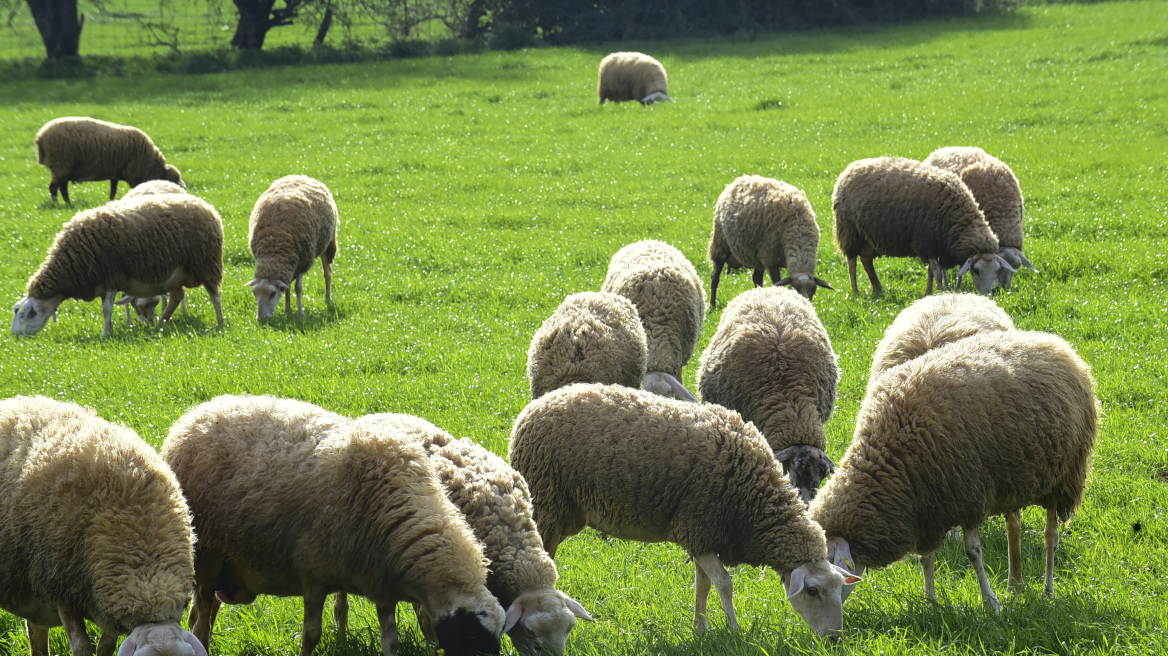 Κεραυνός ξεκλήρισε κοπάδι με 50 πρόβατα στην Αιτωλοακαρνανία