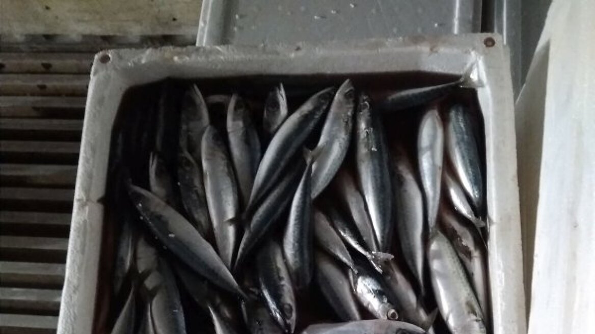 Κατασχέθηκαν 198 κιλά ψάρια στην ιχθυόσκαλα Ν.Μηχανιώνας