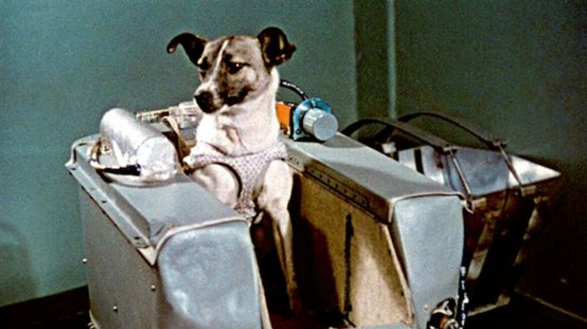 Πριν από 60 χρόνια η ΕΣΣΔ έστειλε την αδέσποτη σκυλίτσα Λάικα στο διάστημα