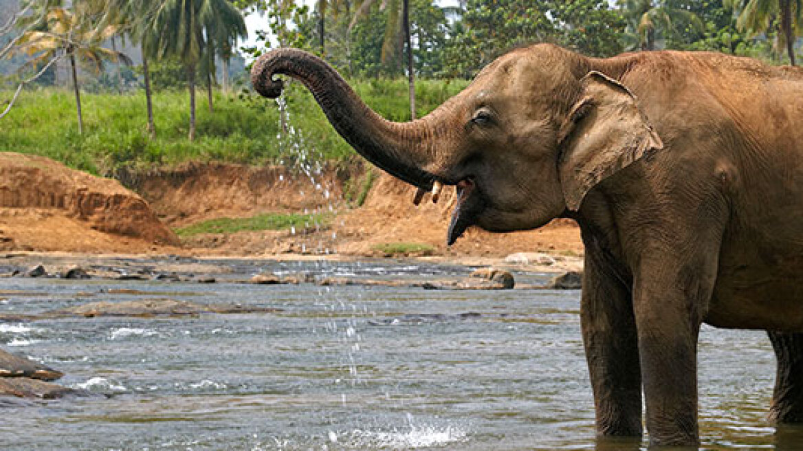 Στο Λάος θεσπίζεται «άδεια εγκυμοσύνης» για... ελέφαντες!