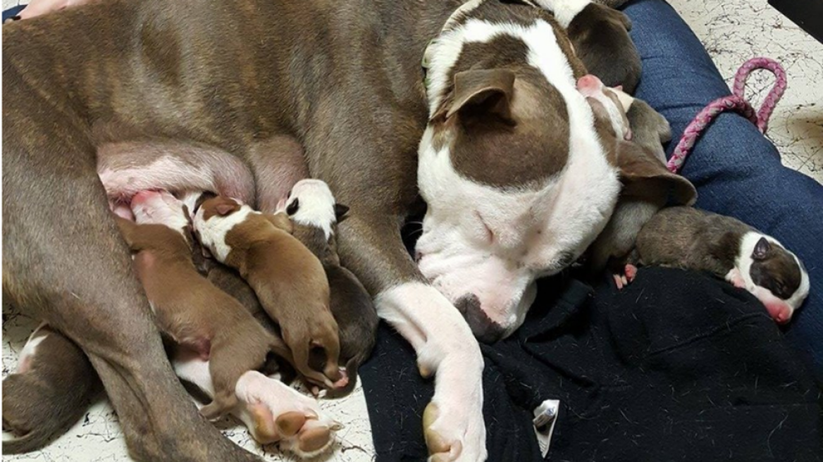 Καλάβρυτα: Επιχείρηση σωτηρίας για σκυλίτσα που γέννησε σε πηγάδι