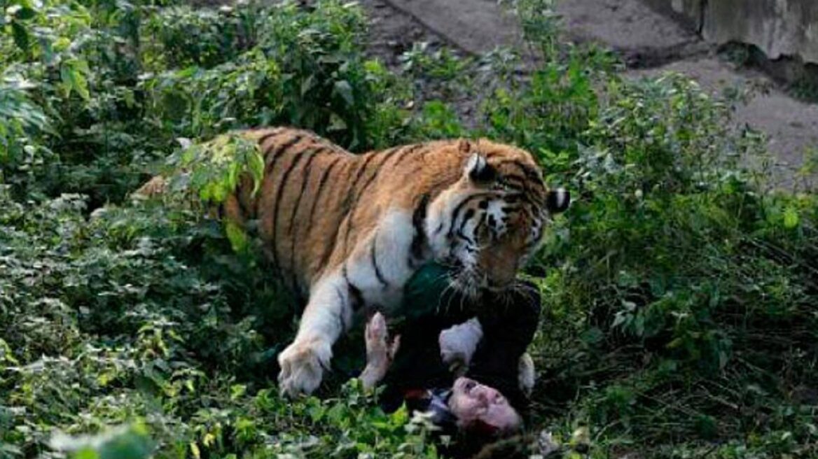 Εικόνες σοκ: Τίγρης παραλίγο να κατασπαράξει υπάλληλο ζωολογικού κήπου!