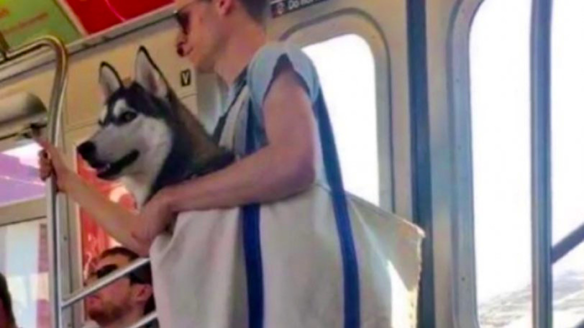 Το μετρό της Νέας Υόρκης απαγόρευσε τα σκυλιά, όμως εκείνα... δεν πτοήθηκαν ιδιαίτερα