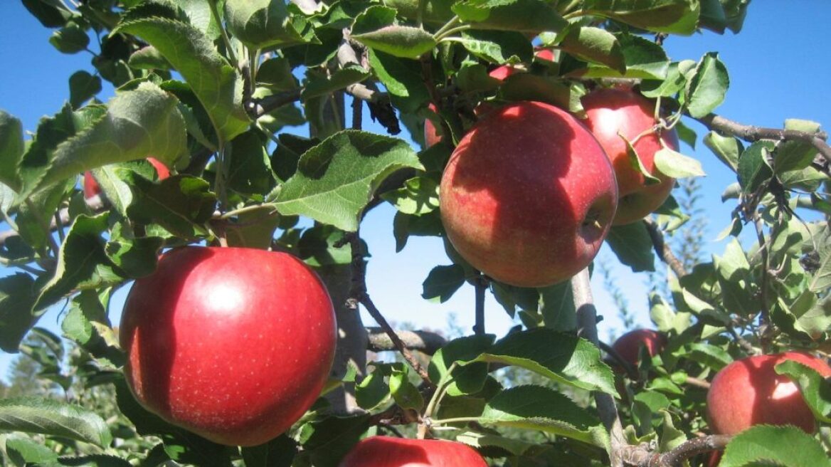Τύρναβος: Επιχείρησαν να κλέψουν 250 κιλά μήλα, αλλά τους έπιασε στα πράσα ο αγρότης